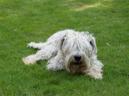 Irischer Soft Coated Wheaten Terrier Fiiiduuu