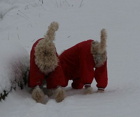 Irischer Soft Coated Wheaten Terrier Wheaten Popo's im Wintermantel