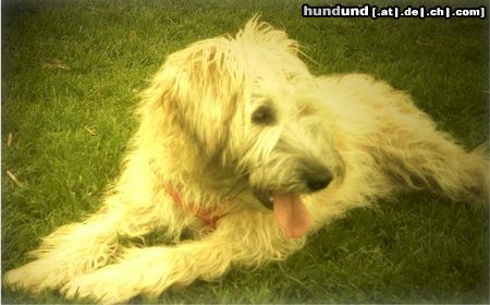 Irischer Soft Coated Wheaten Terrier Chrissie, noch ungeschoren