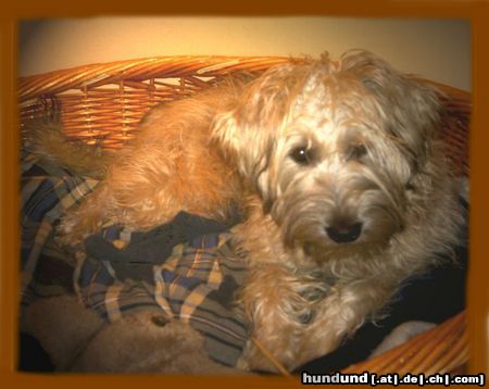 Irischer Soft Coated Wheaten Terrier Hunde Foto 22793 Irischer Soft Coated Wheaten Terrier Chrissie 6.5 Monate