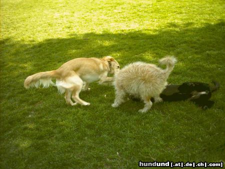 Irischer Soft Coated Wheaten Terrier Hunde Foto 22802 Irischer Soft Coated Wheaten Terrier Ansichten