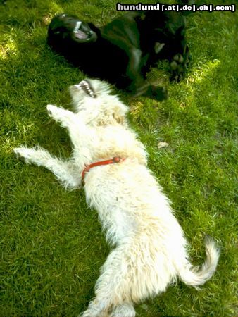 Irischer Soft Coated Wheaten Terrier Hunde Foto 22800 Irischer Soft Coated Wheaten Terrier Chrissie - was gibt es Schöneres !