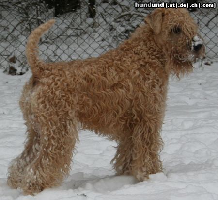 Irischer Soft Coated Wheaten Terrier Neujahr 2010 