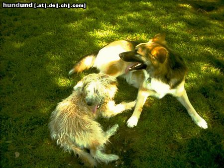 Irischer Soft Coated Wheaten Terrier Hunde Foto 22796 Irischer Soft Coated Wheaten Terrier Chrissie 6.5 Mo im Spiel