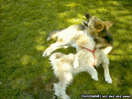 Irischer Soft Coated Wheaten Terrier Hunde Foto 22794 Irischer Soft Coated Wheaten Terrier Chrissie 6.5 Mo im Spiel