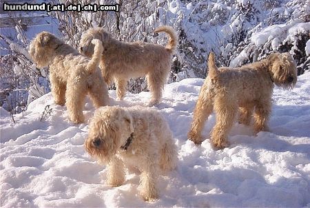 Irischer Soft Coated Wheaten Terrier Hunde Foto 8540 Irischer Soft Coated Wheaten Terrier die fantastischen 4