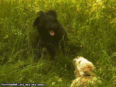 Irischer Soft Coated Wheaten Terrier Hunde Foto 22801 Irischer Soft Coated Wheaten Terrier Chrissie im Gras mit Wuschel