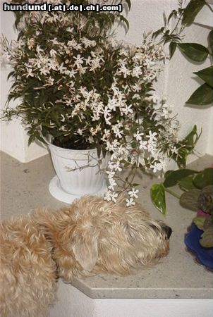 Irischer Soft Coated Wheaten Terrier Hunde Foto 8638 Irischer Soft Coated Wheaten Terrier Don Silas im Yasminrausch