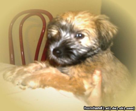 Irischer Soft Coated Wheaten Terrier Hunde Foto 22693 Irischer Soft Coated Wheaten Terrier Chrissie, 8 Wo, am Tisch