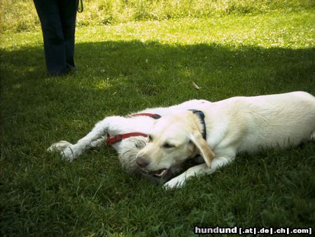 Irischer Soft Coated Wheaten Terrier Hunde Foto 22807 in höherer Auflösung ansehen Irischer Soft Coated Wheaten Terrier Chrissie im Spiel
