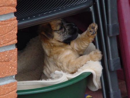 Irischer Soft Coated Wheaten Terrier Hunde Foto 1390 Irischer Soft Coated Wheaten Terrier hier die richtige E-Mail und Homepage-Adr.!!!