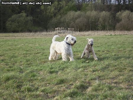 Irischer Soft Coated Wheaten Terrier Hunde Foto 10664 Irischer Soft Coated Wheaten Terrier Easy mit Tochter Emma