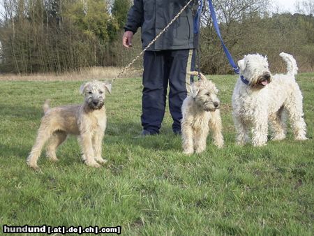 Irischer Soft Coated Wheaten Terrier Hunde Foto 10662 Irischer Soft Coated Wheaten Terrier Familienausflug