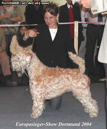 Irischer Soft Coated Wheaten Terrier Hunde Foto 11341 Irischer Soft Coated Wheaten Terrier Iron Maik of the Red Meadows