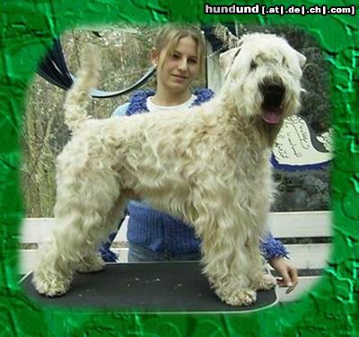Irischer Soft Coated Wheaten Terrier Hunde Foto 10661 Irischer Soft Coated Wheaten Terrier Iron Maik of the Red Meadows