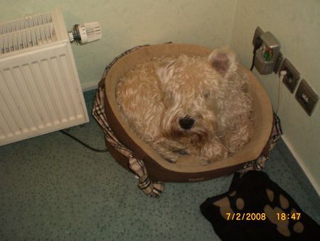 Irischer Soft Coated Wheaten Terrier