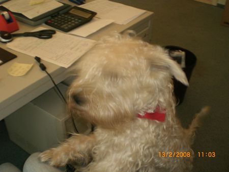 Irischer Soft Coated Wheaten Terrier