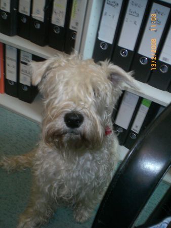 Irischer Soft Coated Wheaten Terrier