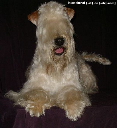 Irischer Soft Coated Wheaten Terrier Hunde Foto 9543 Irischer Soft Coated Wheaten Terrier Villa Rosas FARIDD