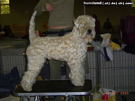 Irischer Soft Coated Wheaten Terrier Hunde Foto 8229 Irischer Soft Coated Wheaten Terrier CH Strongbow's Conway Fintain