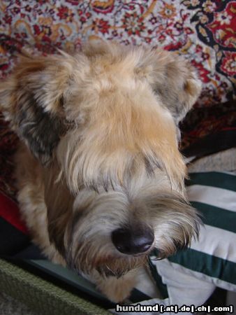 Irischer Soft Coated Wheaten Terrier Hunde Foto 9512 Irischer Soft Coated Wheaten Terrier JOANNA portret