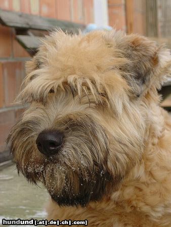 Irischer Soft Coated Wheaten Terrier Hunde Foto 9513 Irischer Soft Coated Wheaten Terrier I am a sweet puppy ....