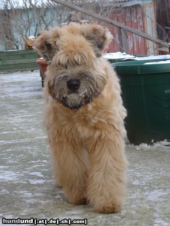 Irischer Soft Coated Wheaten Terrier Hunde Foto 9511 Irischer Soft Coated Wheaten Terrier JOANNA WHEATSTONE on a walk