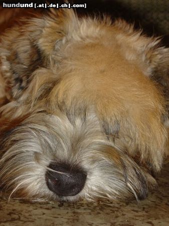 Irischer Soft Coated Wheaten Terrier Hunde Foto 9515 Irischer Soft Coated Wheaten Terrier WIESNA = Joanna