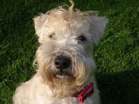 Irischer Soft Coated Wheaten Terrier Hunde Foto 33555 in höherer Auflösung ansehen Irischer Soft Coated Wheaten Terrier Hallo! Ich bins Zora!