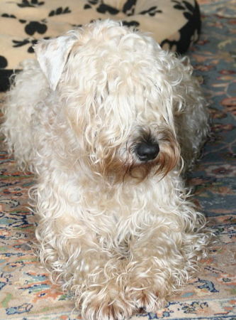 Irischer Soft Coated Wheaten Terrier Warten auf.......