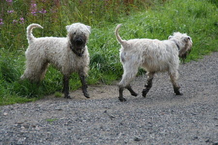 Irischer Soft Coated Wheaten Terrier Dreckspatzen (gestiefelte Wheaten)