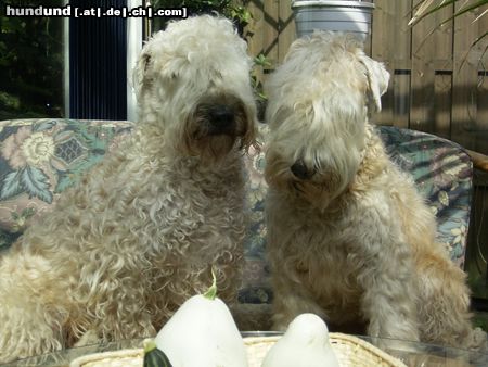 Irischer Soft Coated Wheaten Terrier Hunde Foto 15245 Irischer Soft Coated Wheaten Terrier Easy & Emma of the Red Meadows