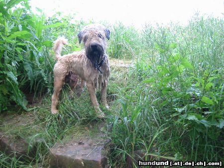 Irischer Soft Coated Wheaten Terrier Hunde Foto 4895 Irischer Soft Coated Wheaten Terrier Heißer Sommer 2003