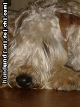 Irischer Soft Coated Wheaten Terrier Hunde Foto 9542 Irischer Soft Coated Wheaten Terrier Villa Rosas FARIDD
