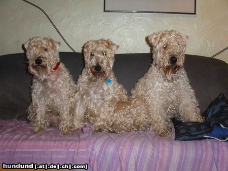 Irischer Soft Coated Wheaten Terrier Hunde Foto 8264 Irischer Soft Coated Wheaten Terrier Die Mädel's vom Strongbow's Clan