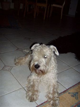 Irischer Soft Coated Wheaten Terrier