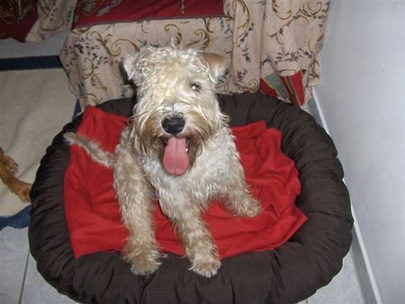 Irischer Soft Coated Wheaten Terrier Noch ganz klein