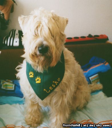 Irischer Soft Coated Wheaten Terrier Hunde Foto 8124 Irischer Soft Coated Wheaten Terrier Strongbow's Bright Blizzard