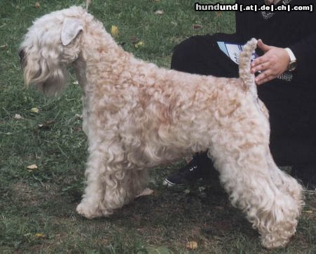 Irischer Soft Coated Wheaten Terrier Hunde Foto 17396 Irischer Soft Coated Wheaten Terrier Multichampion Barbara Bush KNÍ-YORK, CZ