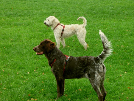 Irischer Soft Coated Wheaten Terrier