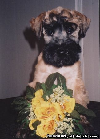 Irischer Soft Coated Wheaten Terrier Hunde Foto 17397 Irischer Soft Coated Wheaten Terrier Puppies Issa Sámer KNÍ-YORK, CZ
