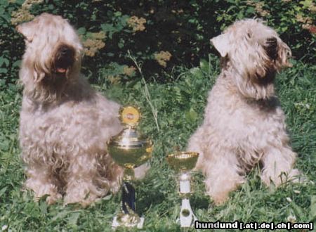 Irischer Soft Coated Wheaten Terrier Hunde Foto 17393 Irischer Soft Coated Wheaten Terrier European winners KNÍ-YORK, CZ