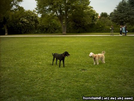 Irischer Soft Coated Wheaten Terrier Hunde Foto 22806 Irischer Soft Coated Wheaten Terrier Chrissie und ihre Begegnungen