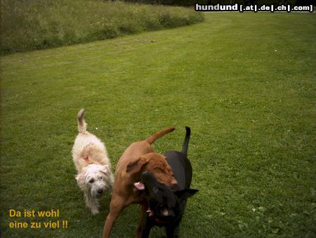 Irischer Soft Coated Wheaten Terrier Hunde Foto 22804 Irischer Soft Coated Wheaten Terrier Chrissie hintenan...