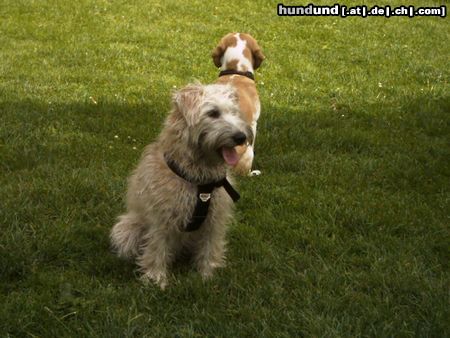 Irischer Soft Coated Wheaten Terrier Hunde Foto 22292 Irischer Soft Coated Wheaten Terrier Chrissie, 7 Mon. im Pausenspiel
