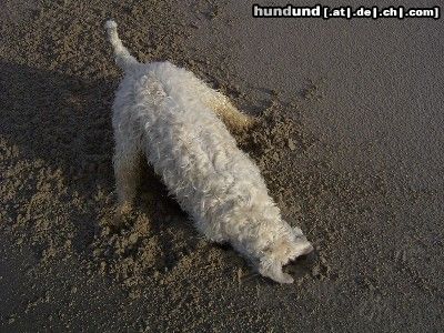 Irischer Soft Coated Wheaten Terrier Hunde Foto 10406 Irischer Soft Coated Wheaten Terrier Der Buddelkönig