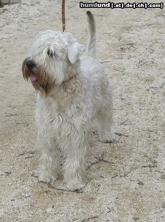 Irischer Soft Coated Wheaten Terrier Hunde Foto 10663 Irischer Soft Coated Wheaten Terrier Linus van Pelt of the Red Meadows
