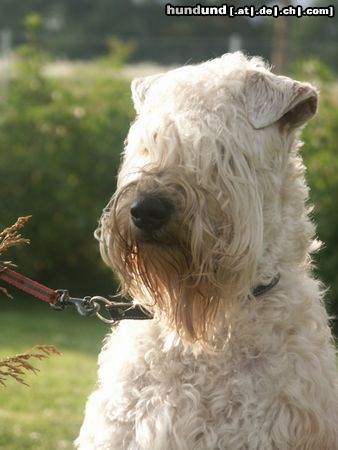 Irischer Soft Coated Wheaten Terrier Hunde Foto 23138 in höherer Auflösung ansehen Irischer Soft Coated Wheaten Terrier Jch. Armando Mario della Quattrocento