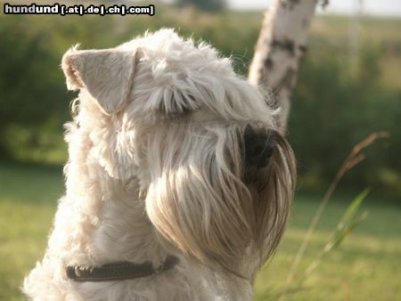 Irischer Soft Coated Wheaten Terrier Hunde Foto 23139 in höherer Auflösung ansehen Irischer Soft Coated Wheaten Terrier ICH. Elisabeth Taylor Kní-York