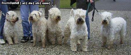 Irischer Soft Coated Wheaten Terrier Hunde Foto 10404 Irischer Soft Coated Wheaten Terrier Der Strongbow's Clan